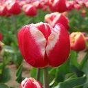 tulip (Oops! image not found)